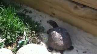 Keeping your Turtles Outdoors  Proper Care and Diet [upl. by Tindall]