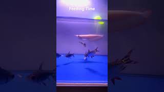 Rare Albino Arowana Fish  Monster Fish Feeding [upl. by Pevzner]