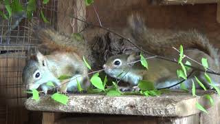 wiewiórki hudsona okres lęgowyczy są już młode wiewiórkisquirrels have babies [upl. by Jannery]