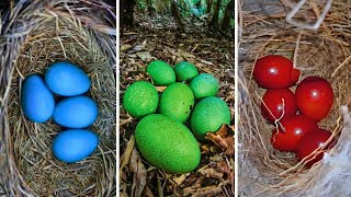 ¡LOS 20 HUEVOS DE AVES MÁS INCREÍBLES DEL MUNDO [upl. by Isewk]