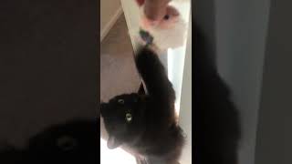 Stormi the Black Turkish Angora Cat [upl. by Repsaj737]