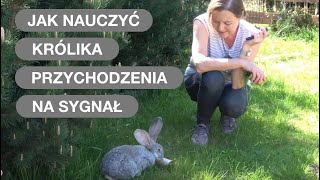 Króliki Lubią Być Trenowane  Nauka Przychodzenia Na Sygnał [upl. by Julina]