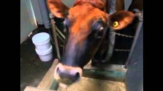 Justin Milks Jersey Cows [upl. by Golden]