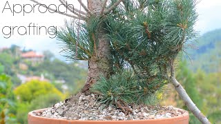 Approach grafting pines for bonsai  Arkefthos Bonsai [upl. by Econah]