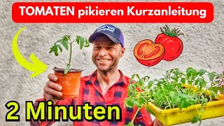 TOMATEN PIKIEREN  Kurzanleitung 2 Minuten 🍅 [upl. by Amalberga]