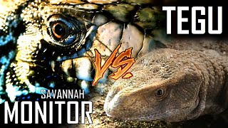 Savannah MONITOR vs Argentine TEGU  Which one is a better pet Lizard  HOW TO CARE [upl. by Colombi808]