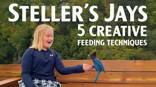 Next Level Bird Feeding 5 ways to engage Stellers Jays in Coastal Alaska [upl. by Aynatal]