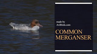 Common Merganser  Goosander Mergus merganser [upl. by Granoff490]