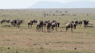 Wildebeest Migration [upl. by Melisande538]