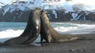 Elephant Seal fight on South Georgia Island [upl. by Einneb]