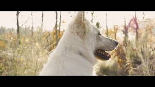 Berger Blanc Suisse  Balade en forêt [upl. by Timothy]