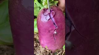 Harvest huge red radishes naturallifeb satisfying fruitcutting [upl. by Amund]