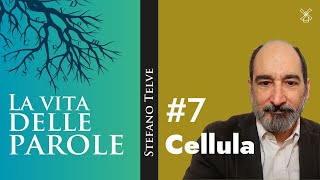 Stefano Telve “Cellula” [upl. by Osrit]