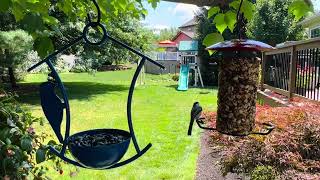 20 minutes of relaxing chickadees at the feeder [upl. by Nasaj]