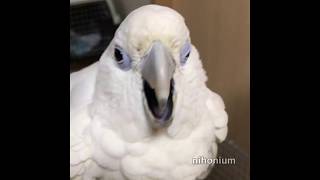 screaming cockatoo [upl. by Schnurr]