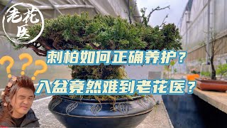 【寄养刺柏盆景】刺柏如何正确养护？入盆竟然难到老花医？刺柏养护入盆实战教学 Rescue an Bonsai Juniperus formosana [upl. by Kolnick468]