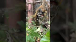 Part2 A praying mantis eating cicada’s headSummer time in Japanese garden insect [upl. by Boys]