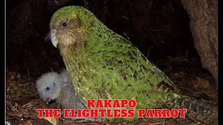 Kakapo  The Flightless Parrot [upl. by Kcirdneh]