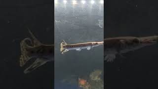 Alligator Gar vs Bichir Senegal RXAQUA endlicheri feeding fishing [upl. by Hinckley906]