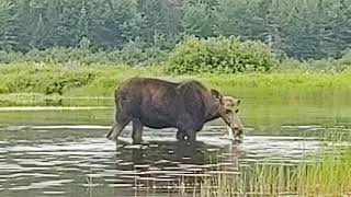 Moose on the Allagash River by Umsaskis Lake part 2 71721 [upl. by Ledarf]