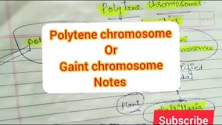 Polytene Chromosome Gaint Chromosome in Hindi by Ritikas tutorial [upl. by Nirol]