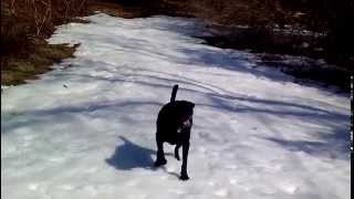 Black Lab dog body slides in the snow [upl. by Adnorrehs629]