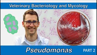 Pseudomonas  nonfermenters Part 2  Veterinary Bacteriology and Mycology [upl. by Box]