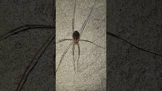 Opiliones harvestmen harvesters harvest spiders daddy longlegs [upl. by Asiram]