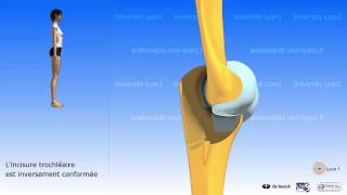 Le coude  mouvements ostéologie [upl. by Giselle]