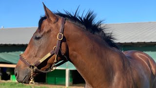 Crabapple 2021 filly [upl. by Converse]