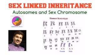 Sex Linked Inheritance Autosomes and Sex chromosomes [upl. by Nani]