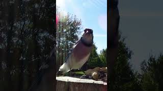 Blue jay gets a peanut in the autumn sunshine [upl. by Zwiebel632]