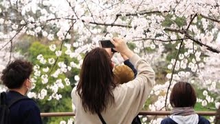 In Giappone esplode la fioritura dei ciliegi ma niente hanami [upl. by Aerbas]