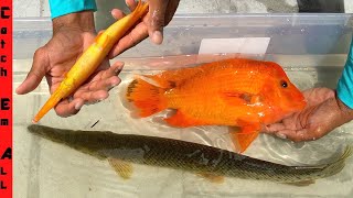 RAREST HYBRID FISH Breed CAPTURED in FLORIDA [upl. by Regen543]