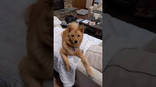 Willow the Finnish Spitz puppy talking [upl. by Alyak]