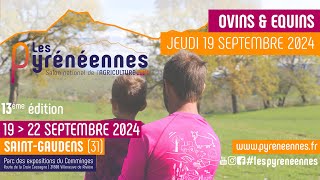 Les Pyrénéennes 2024  Ring 4  ovinséquins 19092024 [upl. by Akino]