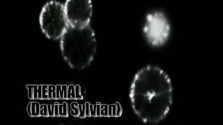 David Sylvian Thermal Remixed by Modesto Muñizmpg [upl. by Yelad]