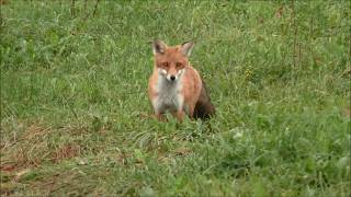 Fuchs anlocken auf 3m [upl. by Atirahc]