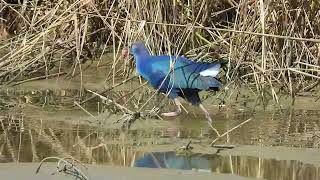 פרפוריה אוכלת Greyheaded swamphen eating [upl. by Merv659]