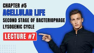 life cycle of bacteriophage second stage of bacteriophage lysogenic cycle class 11th very easy [upl. by Gentes]