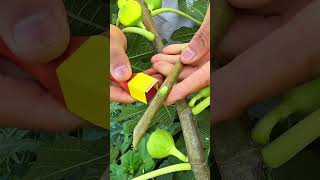 Easiest Fig Tree Grafting Method for Beginners grafting gardeningtips graft fruit [upl. by Farra]