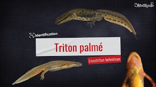 Vision turquoise  Identification du triton palmé [upl. by Herald]