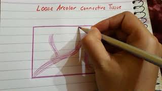 Loose Areolar connective tissue histology [upl. by Ailema]