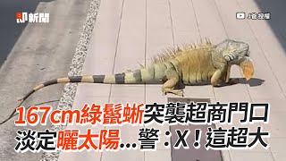 167cm綠鬣蜥趴超商門口 網紅出動捕捉：超大｜野生動物｜外來物種｜生態 [upl. by Aleedis725]