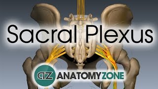 Sacral Plexus  Anatomy Tutorial [upl. by Yusem]