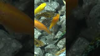 fish mollyfish fish betta youtubeshorts shorts shortsvideo funnypets 1298 [upl. by Nylteak]