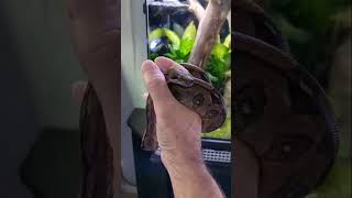 Ray is a very chill bci boa constrictor reptileroom boaconstrictor snakes reptiles [upl. by Halvaard]