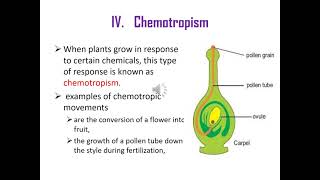 Grade 10 biology response in plantsHormones in Amharic [upl. by Eimiaj]