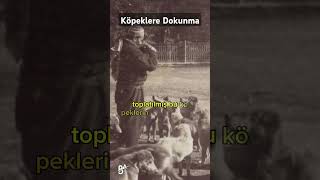 tarih tekerrürden ibarettir  köpekleruyutulmasın köpekleredokunma [upl. by Meisel]