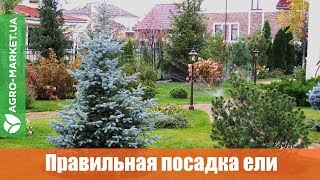 ПОСАДКА ЕЛИ ОСЕНЬЮ  Как посадить ель  Agromarketua [upl. by Ulita301]